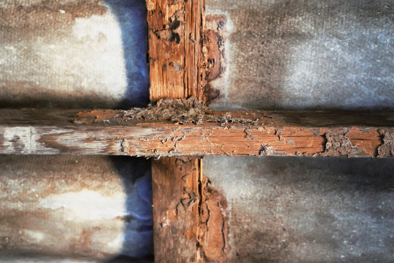 Signs of Termite Damage New Orleans Homeowners Need to Know