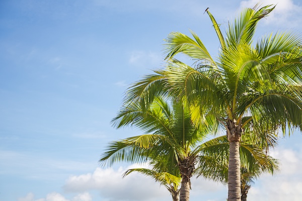 How Long Should Vinyl Windows Last in Florida represented by palm trees against a sky.