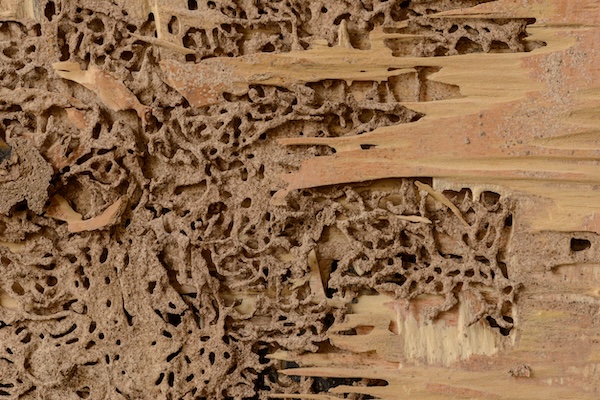 Door frame termite damage can look like these marks on wood that resemble a maze.